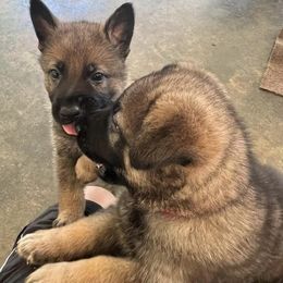 German Shepherd Puppies from Vom Burmeister Kennel
