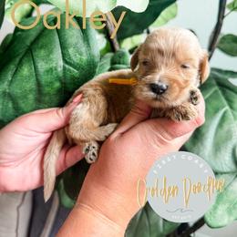 Oakley - Cream male Goldendoodle puppy in Jacksonville, Florida from First Coast Goldendoodles