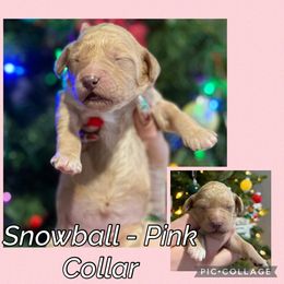 Snowball - Pink Collar - Cream female Goldendoodle puppy in Howard City, Michigan from Doodles and Chaos