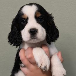 Buck - Black white and tan male English Springer Spaniel puppy in Fort White, Florida from Thunderbird Springers