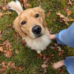 Golden Retriever All Grown Up from Full of Grace Goldens