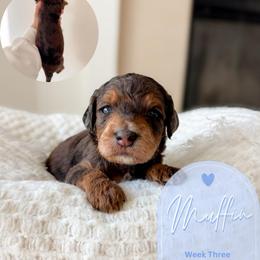Muffin - Merle male Goldendoodle puppy in California City, California from Summer Sun Doodles