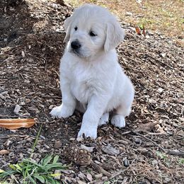 Ruby - Light golden female Golden Retriever puppy in Pittsgrove, New Jersey from Journeyman Goldens