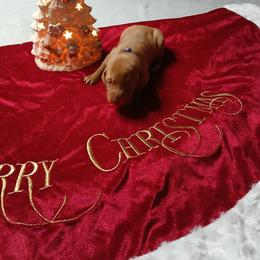 Purple - Golden rust female Vizsla puppy in Maineville, Ohio from Izabella Vizslas