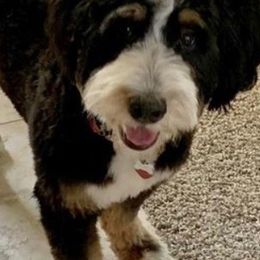 Bernedoodles, Goldendoodles, and Poodles from Sterling Star Doodles