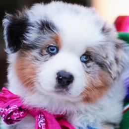 Miss Dolly - Blue merle female Australian Shepherd puppy in Paola, Kansas from Tiz Ranch