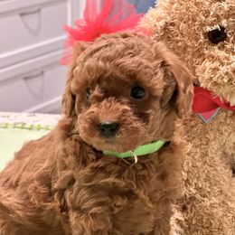No - Red  female Poodle puppy in Salem, Oregon from Lidiya Poodles