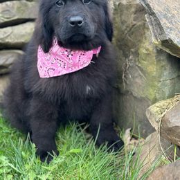 Xena - Black Newfoundland puppy in Tully, New York from Bear Paw Newfoundlands