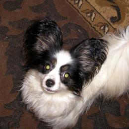 Darby - Papillon