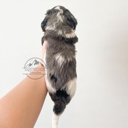 Goldendoodle Puppies from Eagle Mountain Doodles