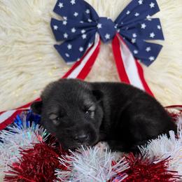 Eggplant - Agouti and white female Siberian Husky puppy in Folsom, Louisiana from Geaux Fluffy