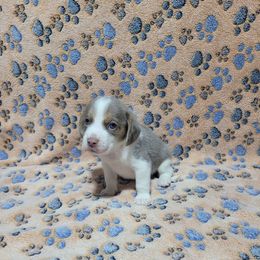 Lilac Boy - Tan and white male Beagle puppy in New River, Arizona from Desert Mountain Dobermans