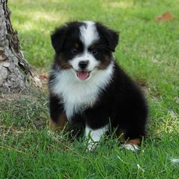 Girl 1 - Black tri female Miniature Australian Shepherd puppy in Lawton, Oklahoma from Lindsey’s Aussies