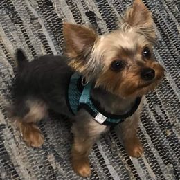 Yorkshire Terrier All Grown Up from Yorkie Paws