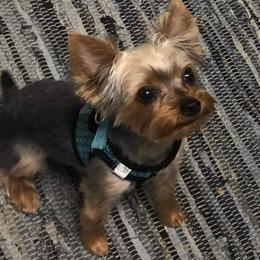 Yorkshire Terrier All Grown Up from Yorkie Paws