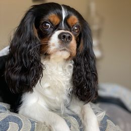 Cavalier King Charles Spaniels from STAR puppies