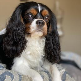 Cavalier King Charles Spaniels from STAR puppies