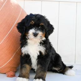 Mercedes - Tri-color female Bernedoodle puppy in Tucson, Arizona from Sun Valley Goldendoodles