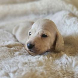 Orange collar - Cream male Dachshund puppy in Pasco, Washington from Loyal Lil Dachshunds