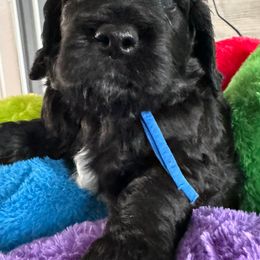 Bernedoodle, Cockapoo, and Goldendoodle Puppies from Avery Doodle Day LLC