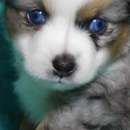 Miniature American Shepherds, Miniature Australian Shepherds, and Toy Australian Shepherds from Fetching Toy Aussies