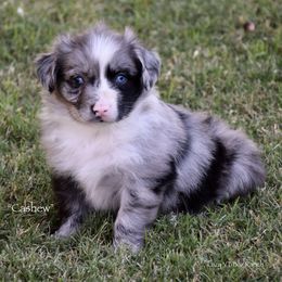 Cashew - Blue merle male Miniature Australian Shepherd puppy in Evant, Texas from Lazy VT Bar Ranch