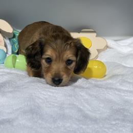 Phoenix AKC Boy 2 - Cream male Dachshund puppy in Sumrall, Mississippi from JP’s Dachshunds