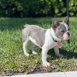 French Bulldog Puppies from Elite Bullies Miami