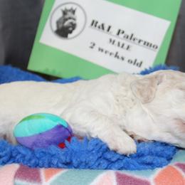 Lagotto Romagnolo Puppies from Royal and Loyal Lagotto Romagnolo