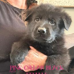 Pink collar - Black female German Shepherd puppy in Canterbury, Connecticut from Nachtwaechter German Shepherds, LLC