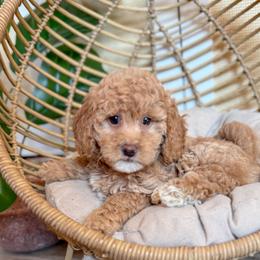Sedona - Apricot female Goldendoodle puppy in Jackson, Tennessee from Doodlebug Farms