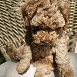 Poodle Puppies from OpenGate Poodles