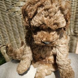 Poodle Puppies from OpenGate Poodles