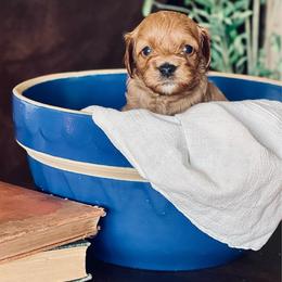 Black - Red male Cavapoo puppy in Coal City, Indiana from Wednesday & Co