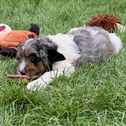 Quesadilla - Merle female Bernedoodle puppy in Roy, Utah from Doodles are Amazing