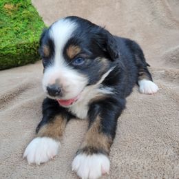 Miniature American Shepherd and Miniature Australian Shepherd Puppies from ATX Mini Aussies