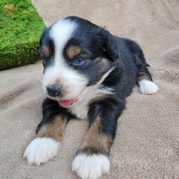 Miniature American Shepherd and Miniature Australian Shepherd Puppies from ATX Mini Aussies