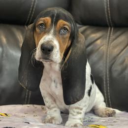 Madison - Black brown and white female Basset Hound puppy in Remington, Virginia from Lotus Rose Basset hounds