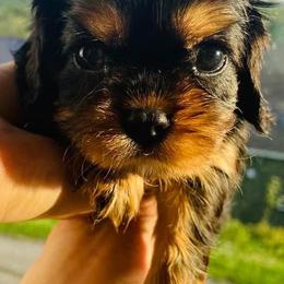 Cavalier King Charles Spaniel Puppies from Solheimar