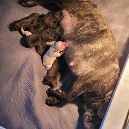Pandora - Brindle female French Bulldog puppy in Largo, Florida from Infinity Frenchies