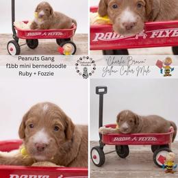 Yellow Collar - Charlie Brown - Yellow and white male Bernedoodle puppy in Lexington, North Carolina from Deborah’s Doodles
