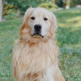 Golden Retrievers from Barb Felt's Golden Retrievers