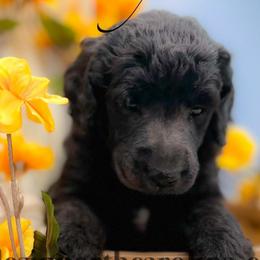 Sunny - Silver female Poodle puppy in Greenville, North Carolina from Grace Poodles