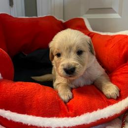 Benny - Light golden male Golden Retriever puppy in Seville, Ohio from Retriever Ranch