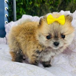Feather - Orange parti female Pomeranian puppy in Green Cove Springs, Florida from Natasha's Ark of Joy