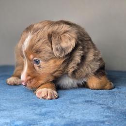 Molly - Red merle female Miniature Australian Shepherd puppy in Harlingen, Texas from GulfCoastKennels