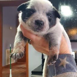 Wide mask standard Blue ( Red mrkg) - Blue speckled female Australian Cattle Dog puppy in Lenoir, North Carolina from Blue Coyote Ranch