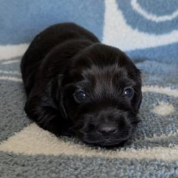Simon - Black male Dachshund puppy in Ballinger, Texas from Missy’s Mini Dachshunds