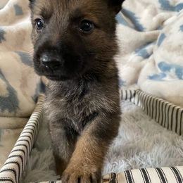 Burgundy collar - Sable German Shepherd puppy in Punta Gorda, Florida from Blitzenhaus Working Dogs