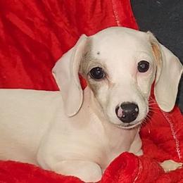 Red - Piebald female Dachshund puppy in Ridge, New York from Tracy's Puppy Club